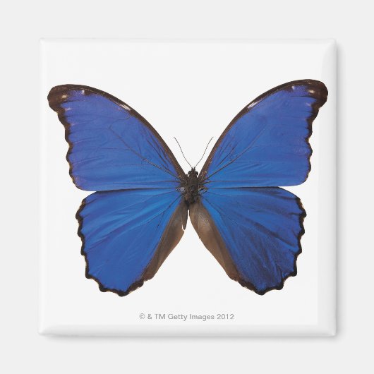 Nestira Marpho Magnet (Vorne)