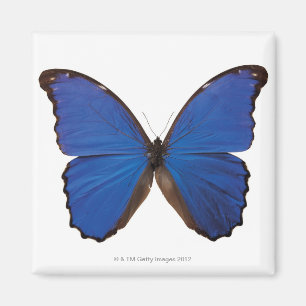 Nestira Marpho Schmetterling Magnet