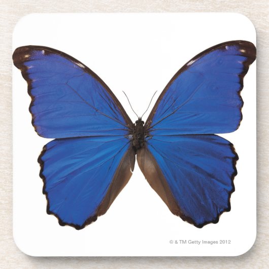Nestira Marpho Schmetterling Untersetzer (Vorderseite)