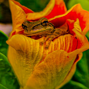 „Nestled Bloom“ — Froschkunst von Alicia C Lacy Leinwanddruck