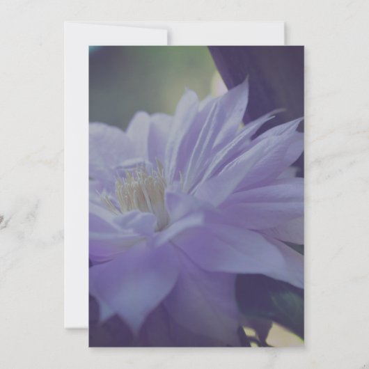 Nestled Clematis Blume Party Einladung (Rückseite)