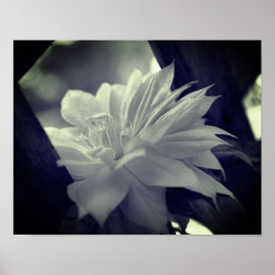 Nestled Clematis Blume Schwarz-Weiß Poster