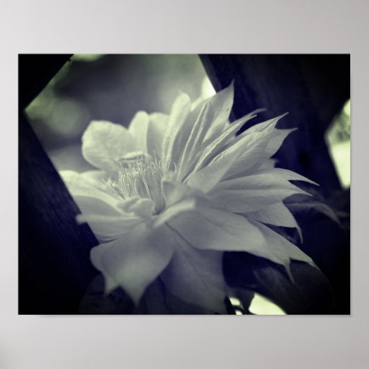 Nestled Clematis Blume Schwarz-Weiß Poster (Vorne)
