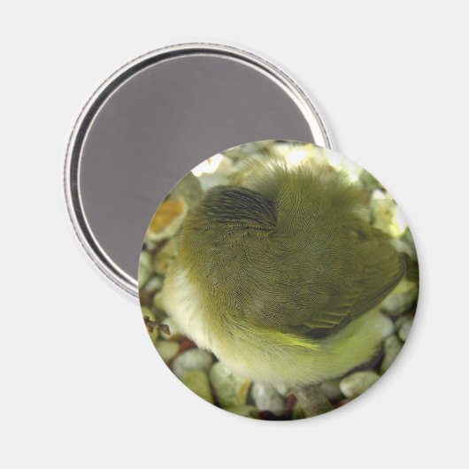 Nestling Bird Magnet (Vorderseite/Rückseite)