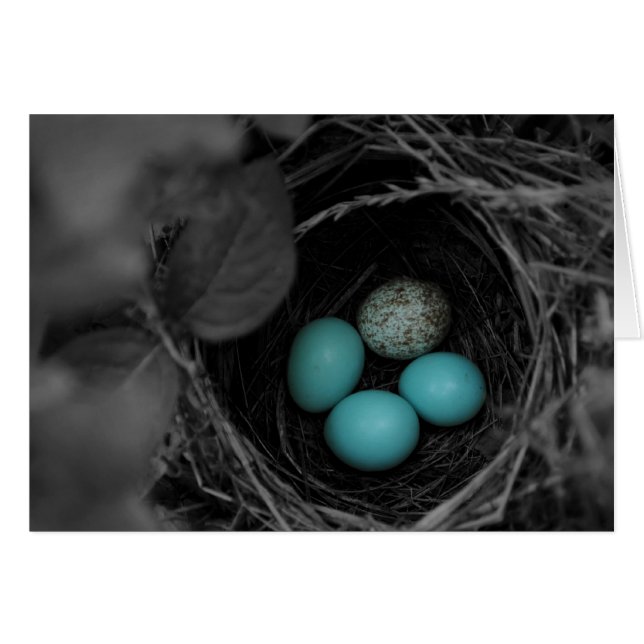 Nestparasitismus (Vorderseite (Horizontal))