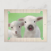 nette Weidelämmer Postkarte (Vorderseite)