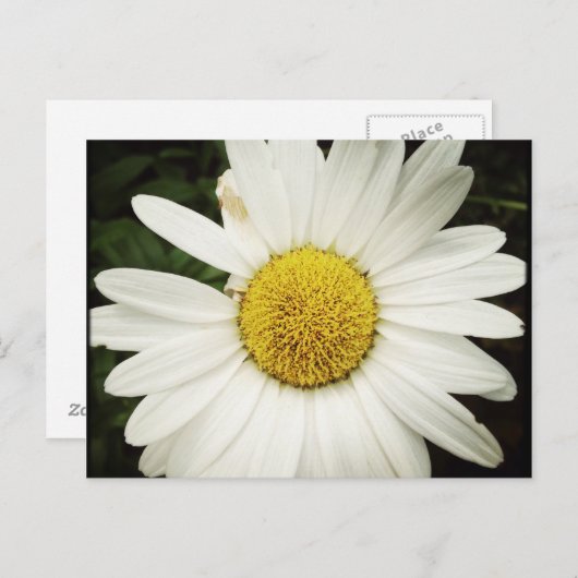 NettieMade Daisy Postcard Postkarte (Vorne/Hinten)