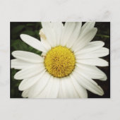 NettieMade Daisy Postcard Postkarte (Vorderseite)