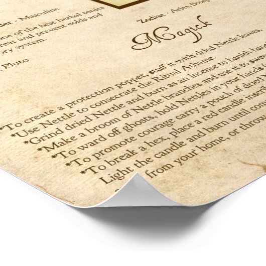 NETTLE MAGICK HERB POSTER (Ecke)