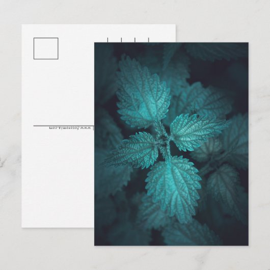 Nettle Nature Foto Feiertagspostkarte (Vorne/Hinten)