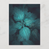 Nettle Nature Foto Feiertagspostkarte (Vorderseite)