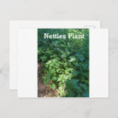 Nettles-Pflanze Postkarte (Vorne/Hinten)