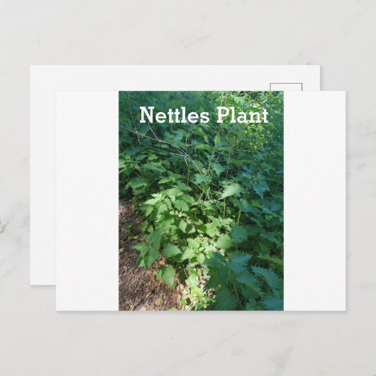 Nettles-Pflanze Postkarte (Vorne/Hinten)