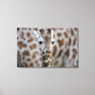 Netzgiraffe, Giraffa camelopardalis reticulata Leinwanddruck