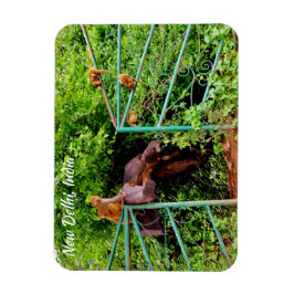 Neu-Delhi, Indien Magnet