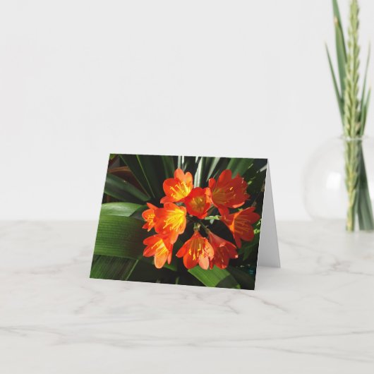 Neu-England Blumennotecard Sammlung Karte (Vorderseite)