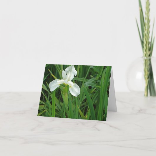Neu-England weiße Iris Blumennotecard Sammlung Karte (Vorderseite)