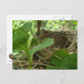 Neu gebaut, aber leeres Vogelnest in einem Mulberr Postkarte (Vorne/Hinten)