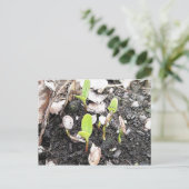 Neu verdichtete Seedlings Postkarte (Stehend Vorderseite)
