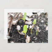 Neu verdichtete Seedlings Postkarte (Vorne/Hinten)