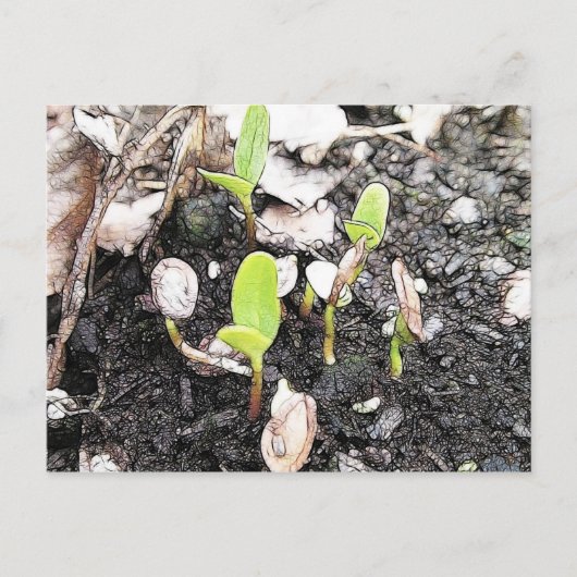 Neu verdichtete Seedlings Postkarte (Vorderseite)