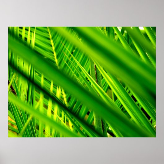 (Neuankömmling) Poster Print (Vorne)