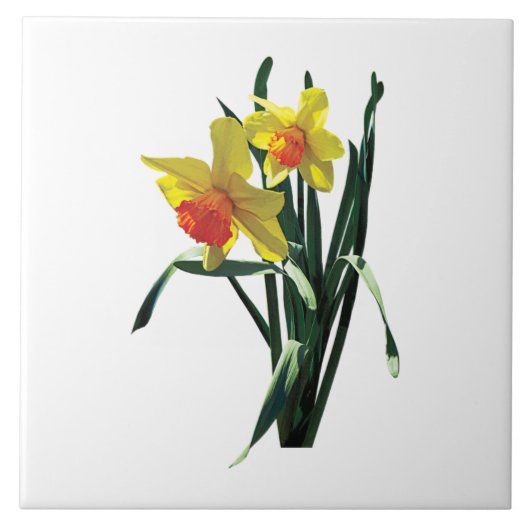 Neuartige Daffodien Fliese (Vorderseite)