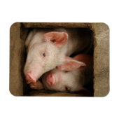 Neuartige Ferkel Magnet (Horizontal)