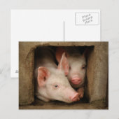 Neuartige Ferkel Postkarte (Vorne/Hinten)
