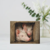 Neuartige Ferkel Postkarte (Stehend Vorderseite)
