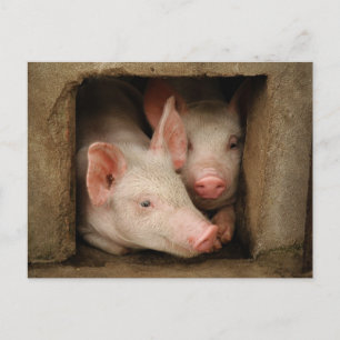 Neuartige Ferkel Postkarte