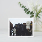 Neuartige Kühe 9 Postkarte (Stehend Vorderseite)