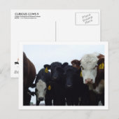 Neuartige Kühe 9 Postkarte (Vorne/Hinten)