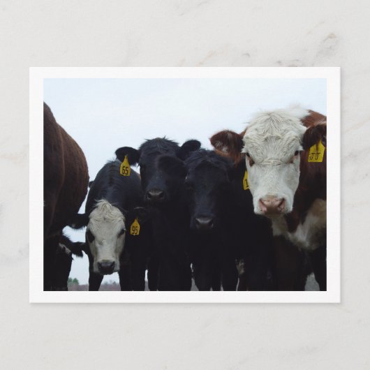 Neuartige Kühe 9 Postkarte (Vorderseite)