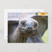 Neuartige Schildkröte Postkarte (Vorne/Hinten)