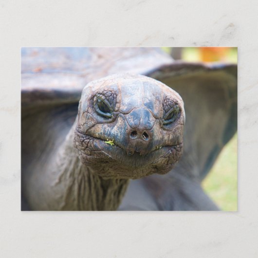 Neuartige Schildkröte Postkarte (Vorderseite)