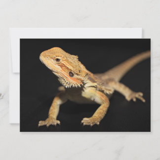 Neuartiger Bartdrache 3