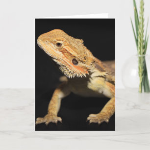 Neuartiger Bartdrache 3 Karte