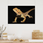 Neuartiger Bartdrache 3 Poster (Küche)