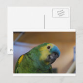 Neuartiger Papagei Postkarte (Vorne/Hinten)