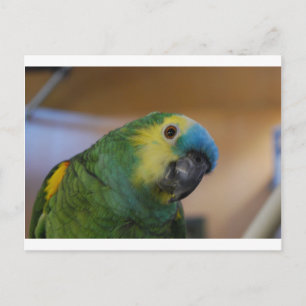 Neuartiger Papagei Postkarte
