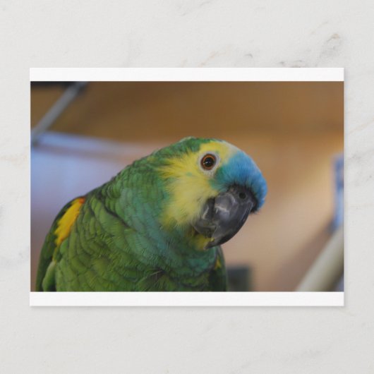 Neuartiger Papagei Postkarte (Vorderseite)