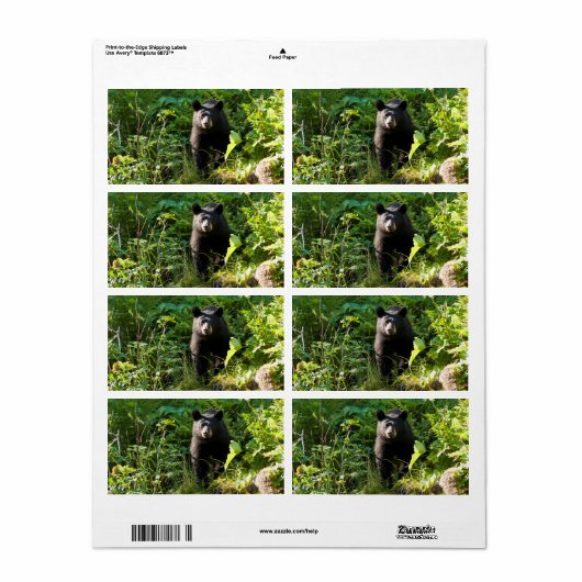 Neuartiger Schwarzbär (Vorne)