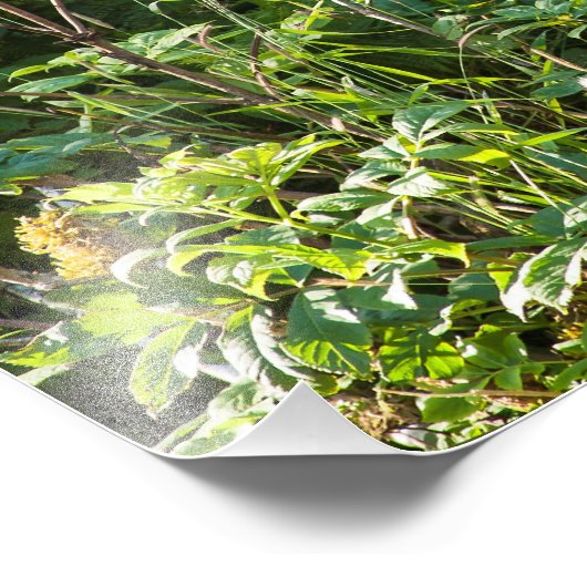 Neuartiger Schwarzbär Fotodruck (Ecke)