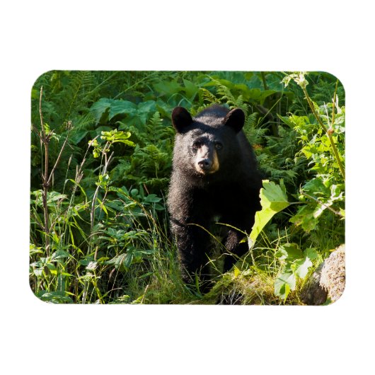 Neuartiger Schwarzbär Magnet (Horizontal)