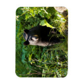 Neuartiger Schwarzbär Magnet (Vertikal)