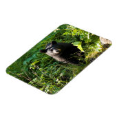 Neuartiger Schwarzbär Magnet (Linke Seite)