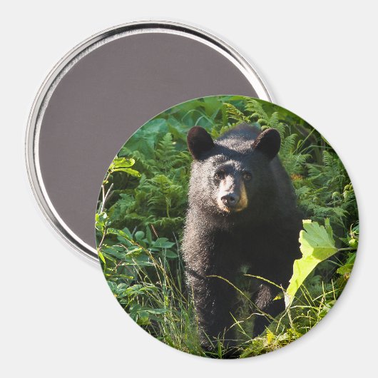 Neuartiger Schwarzbär Magnet (Vorderseite/Rückseite)