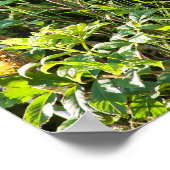 Neuartiger Schwarzbär Poster (Ecke)