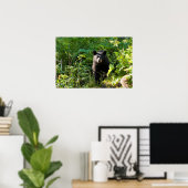 Neuartiger Schwarzbär Poster (Heimbüro)